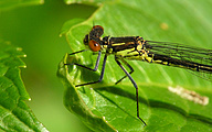 Red-eyed Damselfly (Female, Erythromma najas)